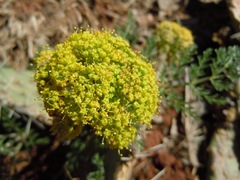Lomatium foeniculaceum daucifolium