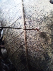 Marasmius gelatinosipes