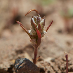 Polygonum polygaloides