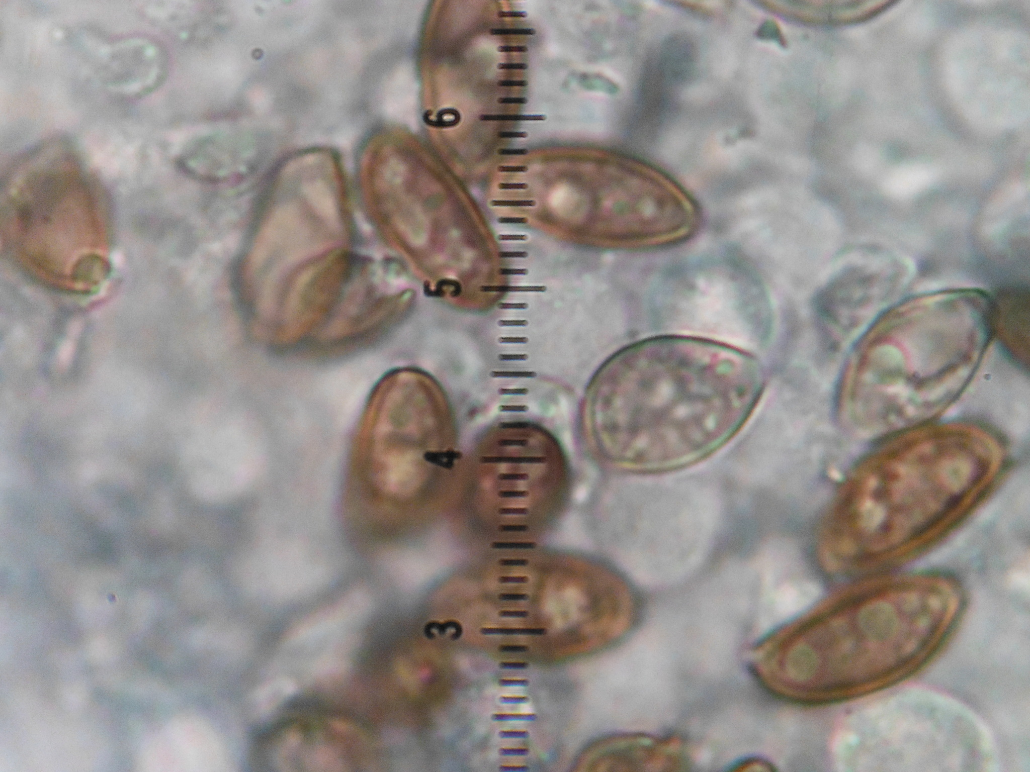 Psilocybe ovoideocystidiata image