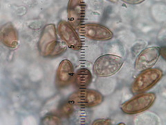 Psilocybe ovoideocystidiata