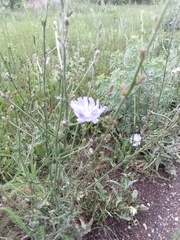 Cichorium intybus