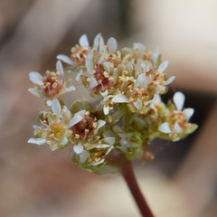 Micranthes aprica