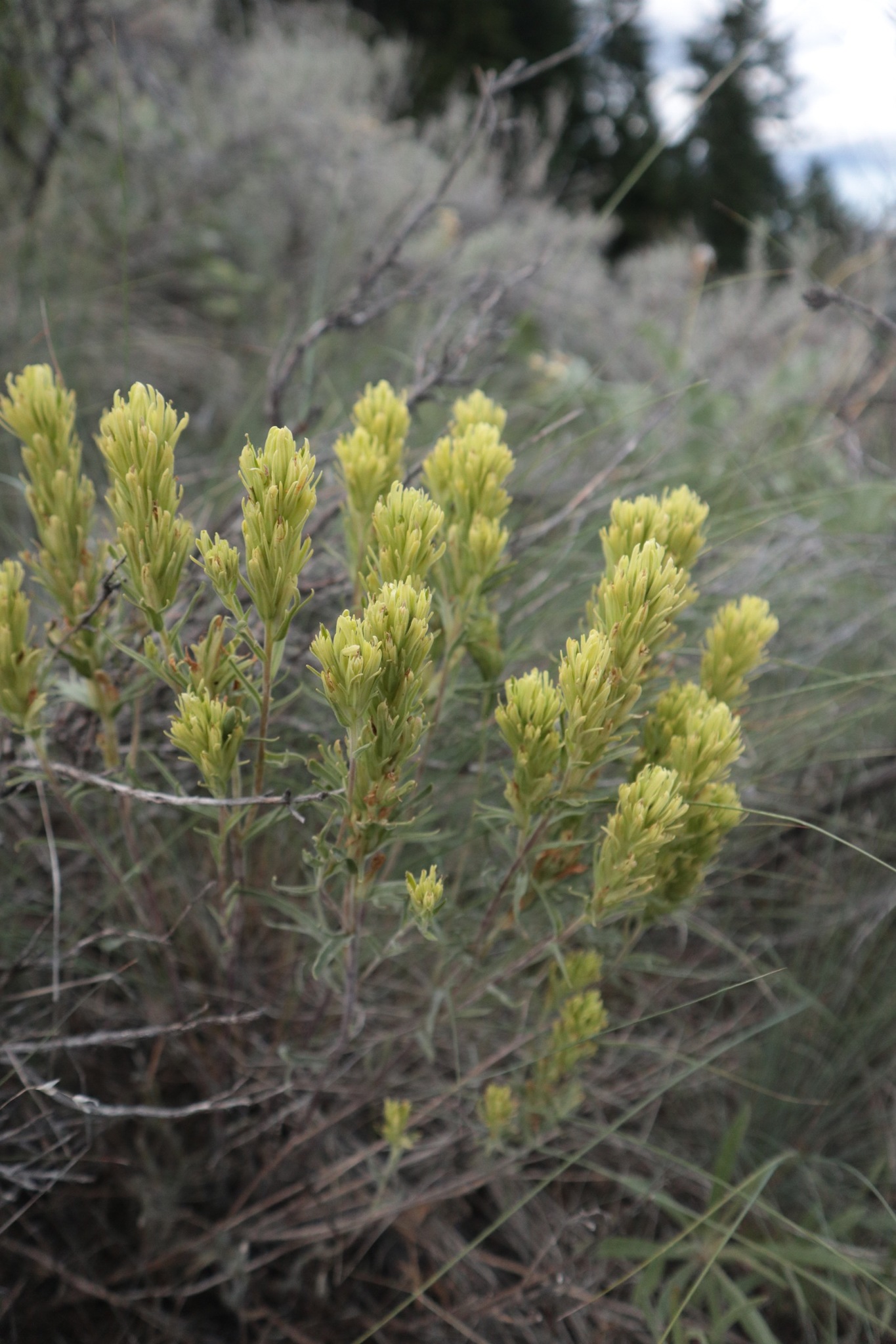 Castilleja thompsonii