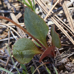 Micranthes aprica