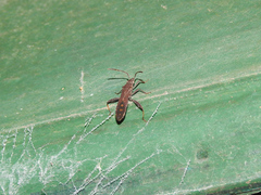 Apidaurus conspersus