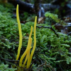 Clavulinopsis amoena