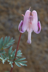 Dicentra pauciflora