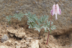 Dicentra pauciflora