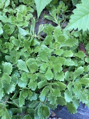 Phedimus kamtschaticus