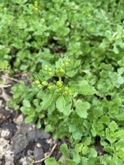 Phedimus kamtschaticus