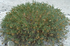 Zygophyllum