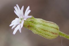Silene bernardina