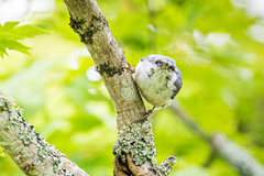 Sitta europaea clara
