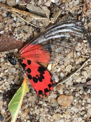 Acraea ranavalona