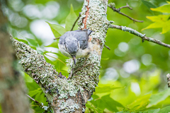 Sitta europaea clara