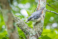 Sitta europaea clara