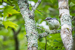 Sitta europaea clara