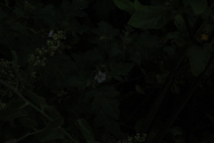 Solanum campechiense