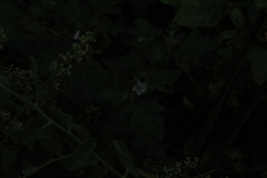 Solanum campechiense