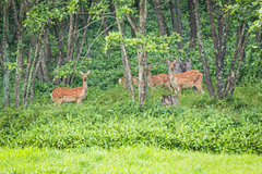Cervus nippon yesoensis