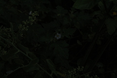 Solanum campechiense