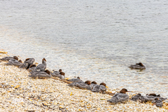 Mergus merganser