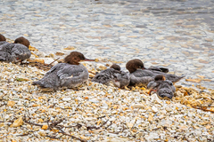 Mergus merganser