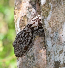 Blaesodactylus sakalava