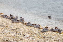 Mergus merganser