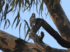 Leiopicus mahrattensis