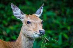 Cervus nippon yesoensis