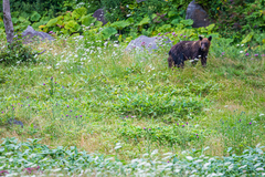 Ursus arctos lasiotus