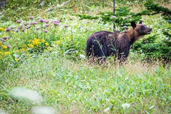 Ursus arctos lasiotus