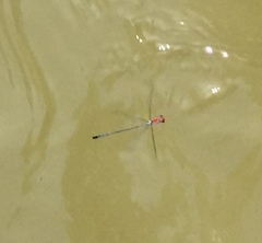 Neoneura aaroni
