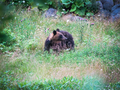 Ursus arctos lasiotus