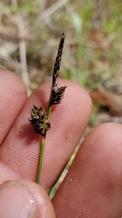 Carex rossii