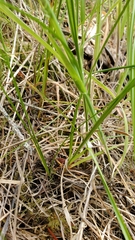 Carex rossii