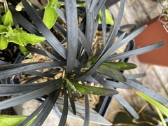 Ophiopogon planiscapus