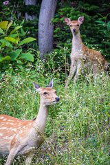 Cervus nippon yesoensis