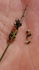 Carex rossii