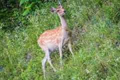 Cervus nippon yesoensis