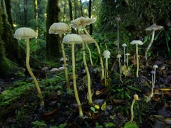 Laccaria masoniae