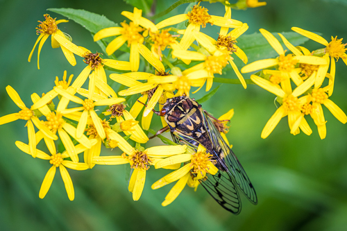 Auritibicen bihamatus