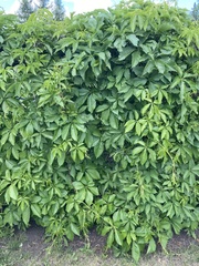 Parthenocissus