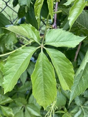 Parthenocissus
