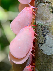 Flatida rosea