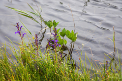 Lobelia sessilifolia
