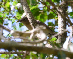 Newtonia brunneicauda