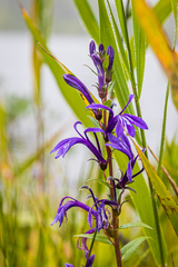 Lobelia sessilifolia